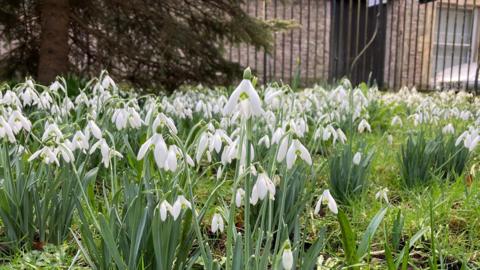 Shepton Snowdrop Festival is on until 18th February