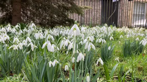 BBC Shepton Snowdrop Festival is on until 18th February