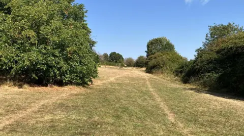 Dried out grass following a drought in Bristol. There are lines of grass which are more brown in colour, which are heat drainage systems that date back to the medieval times. Trees can be seen in the distance.