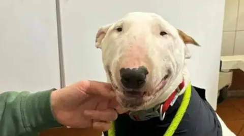 A white dog with a black nose and a black covering around its upper torso with a hand stroking its neck