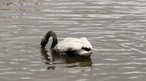 Cleethorpes Wildlife Rescue Swan with an oil covered head and neck is feeding in the grey water of a lake