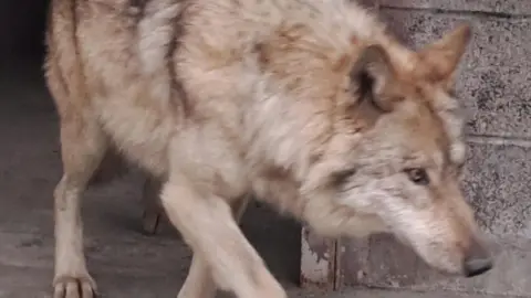 A blurry photo of a wolf walking 