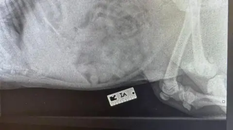 Teme Veterinary Practice A black and white X-ray image showing a dogs skeleton and a rectangular object at the bottom of the image