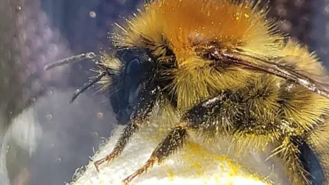 A bumblebee sat on a white tissue. Pollen from its legs is spread all over the tissue.
