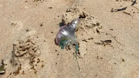 Gail Bennie Portuguese man o' war on Ouaisné Bay Jersey