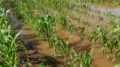 Getty Images A field of flooded crops. 