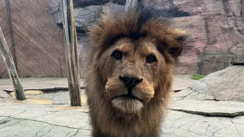 Colchester Zoological Society A male lion faces the camera, standing in a zoo enclosure with a rocky background 
