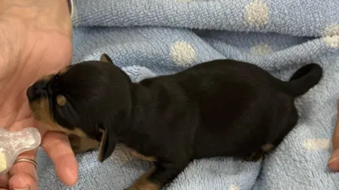 Blaby District Council A black and brown puppy feeding from a bottle