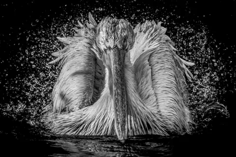 Pelicans drain water from inside Martyn Longthorn when facing the camera