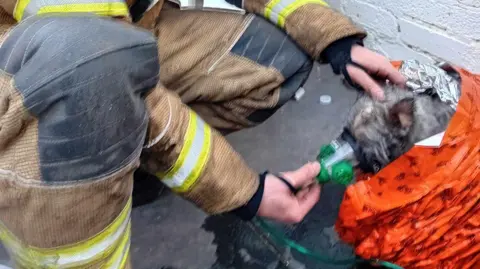 Lincs Fire and Rescue Sooty little dog in oxygen mask