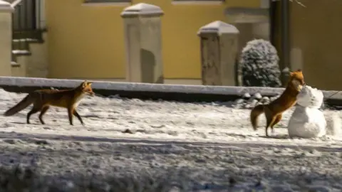 A fox playing with a snowman and another fox running behind it. The ground is covered in snow and yellow houses can be seen in the background.