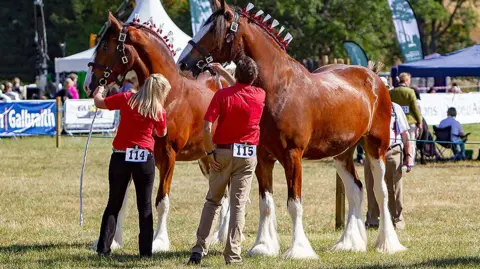 Dougie Johnston Horses