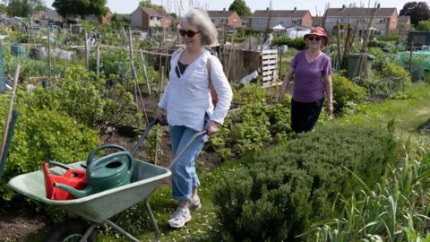 A woman wearing a white shirt and jeans is wheeling a wheelbarrow through an allotment