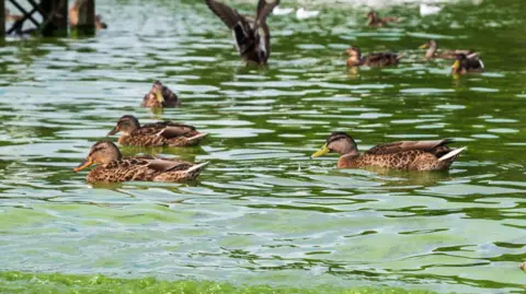 Getty Images Ducks in the river at the entrance to Lough Neagh in water affected by blue-green algae blooms, pollution in Lough Neagh 