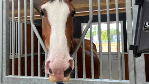 A horse with a wide white facial marking looking out from a stable stall with metal bars and wooden panels.