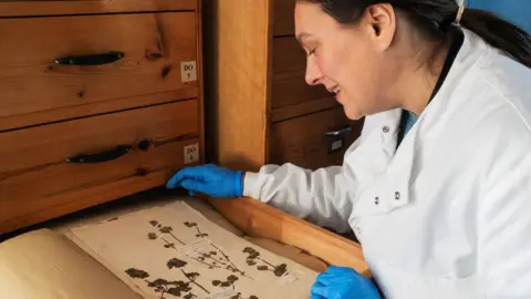 Royal Agricultural University Image of a woman in a lab coat studying sheets of dried and pressed plant specimens