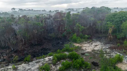 Getty Images An aerial view of land affected by forest fires, with black burnt down trees on the floor beside lush green bushes in Breves, in the Amazon region of the Marajó Archipelago, in Brazil's state of Pará