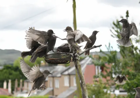 Frank Dolan Starlings in Edinburgh