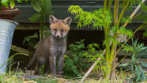 A fox cub standing in front of a shed in a garden in a still from Secret Garden