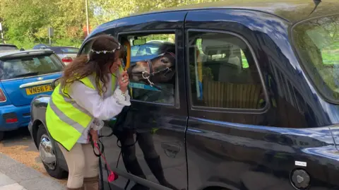 A miniature horse in a taxi with a woman looking inside 