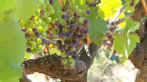 A bunch of grapes hanging from a vine surrounded by green leaves and the wood of the vine. Some of the grapes are green and some are red and the sun is shining in the background making some of the leaves bright.