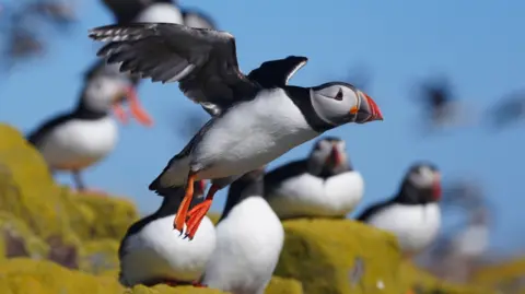 A puffin taking off with other puffins in the background.