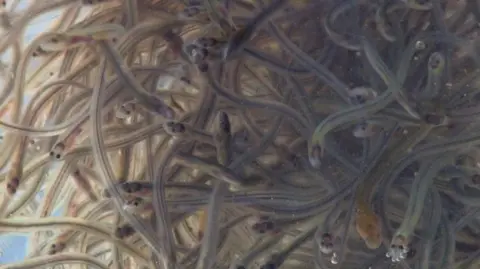 Eels in water