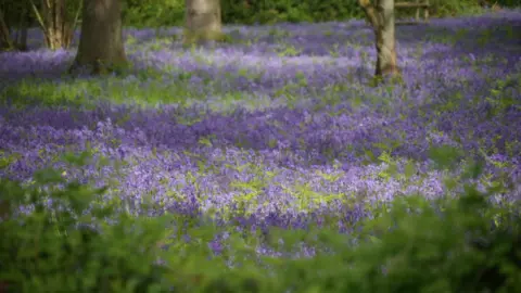 Shaun Whitmore/BBC A field of bluebells with sunlight coming through.