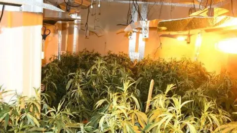 Nottinghamshire Police Police handout of a small, enclosed room full of cannabis plants, with powerful lighting overhead