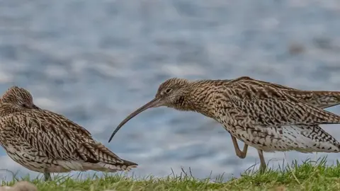 Gordon McPherson Two curlews at the water side on grass. 