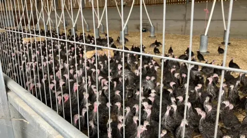 BBC Dozens of turkeys are seen in a indoor pound, with cage wires to the foreground