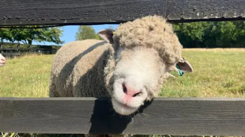 Nicola Haseler/BBC A close up ewe poking its head through a wooden fence