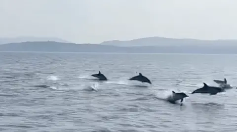 Casey J Fishing A line of five Bottlenose dolphins, all leaping out of the sea.