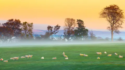 Getty Images Sheep in a green field at sunrise - the sky is yellow, the hills in the background look red and the trees are a mix of colours. There is a mist along the line of trees.