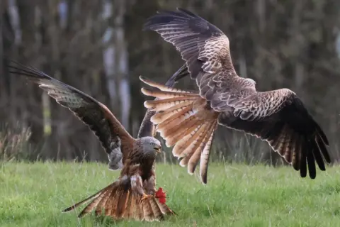 Michael Chalmers Two birds of prey flapping near each other. They have dark and light brown feathers. Their tails are splayed.