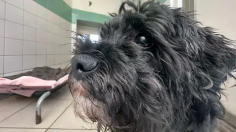 A close-up of a dog's face. The dog is looking to the left of the image. He has black messy hair