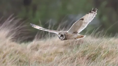 Paul Shaw A short-eared owl in flight, low over grassland.