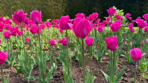 A vibrant pink tulip with green stem