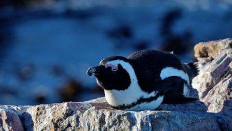 Penguin sitting on a rock