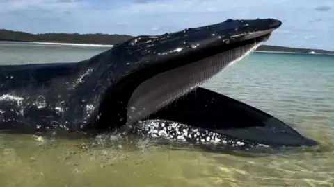 A humpback whale in a close up stranded in shallow water.