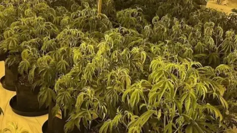 Cannabis cultivation at an illegal cannabis farm