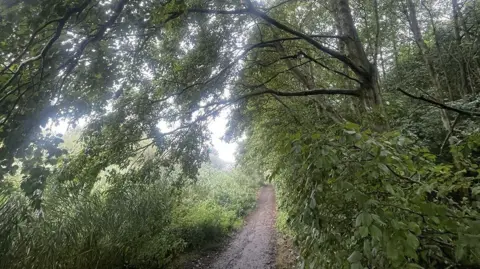 Max Bell Huge trees and vegetation towering over a footpath
