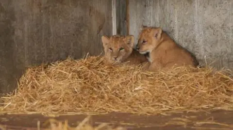 Lion cubs on straw