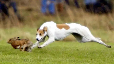 Generic image of a white greyhound chasing a hare across a field