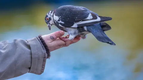 Bird being fed by hand