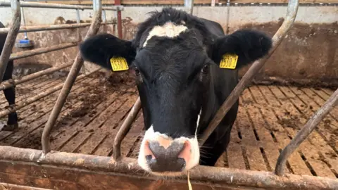 There were more than 850 cattle reported as stolen in Northern Ireland between 2019 and 2024