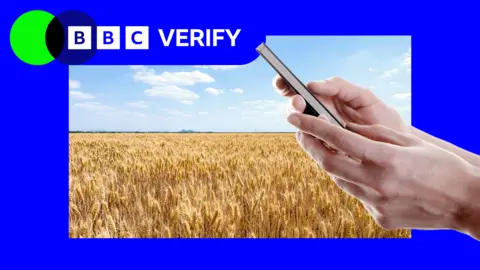 A field of wheat with an image of hands holding a mobile phone