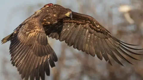 A white-tailed sea eagle is captured in flight. It has large, brown wings and there are blurred trees in the background