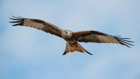 Getty Images The bird flies with its wings outstretched as it flies towards the camera.