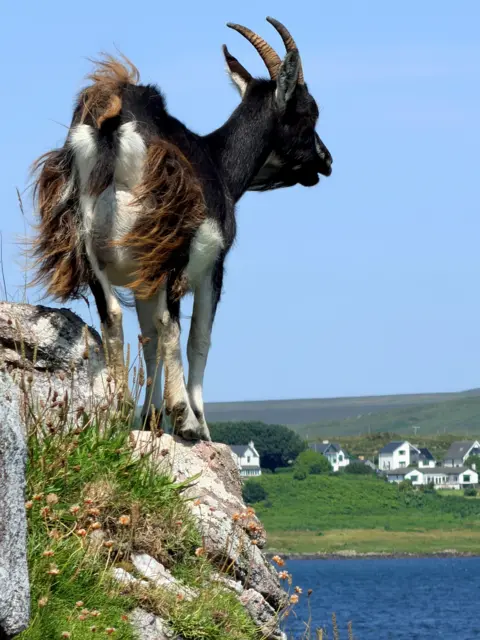 Andy Donne A goat standing on a rocky outcrop overlooking the coast.